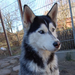 Husky Portrait